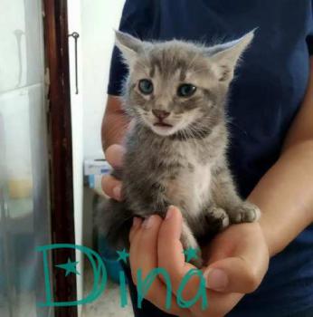 Dina Bild von Dina