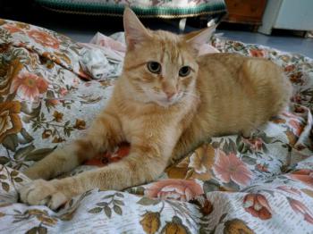 Thomas Bild von Thomas