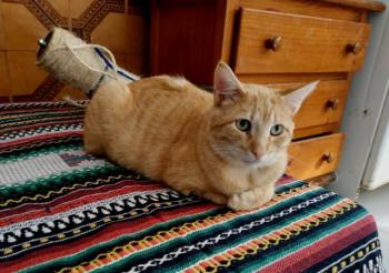 Thomas Bild von Thomas