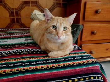 Thomas Bild von Thomas