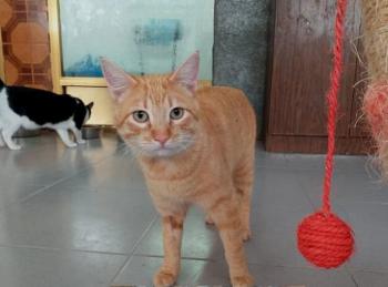 Thomas Bild von Thomas