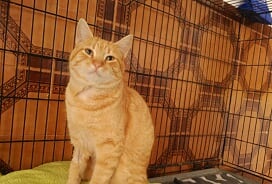 Thomas Bild von Thomas