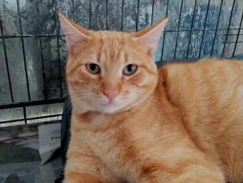 Thomas Bild von Thomas