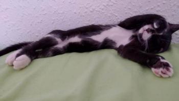 Himilce Bild von Himilce