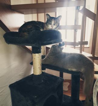 Amaral Bild von Amaral