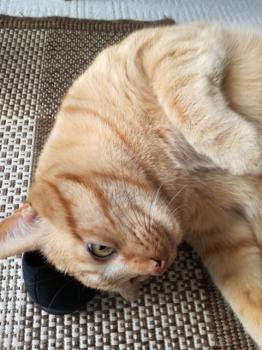 Garfield Bild von Garfield