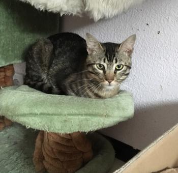 Chip Bild von Chip