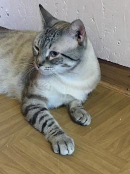 Tamino Bild von Tamino