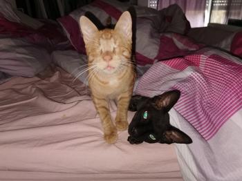 Bubu Bild von Bubu