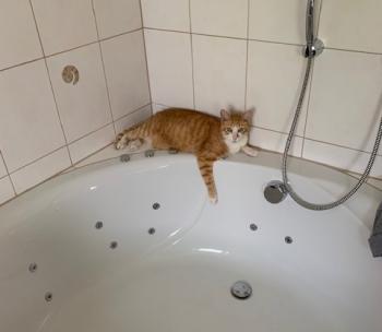 Moises Bild von Moises