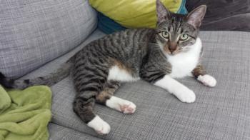 Kuma Bild von Kuma