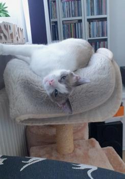 Perla Bild von Perla