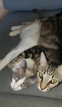 Perla Bild von Perla