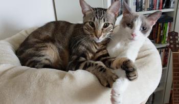 Perla Bild von Perla