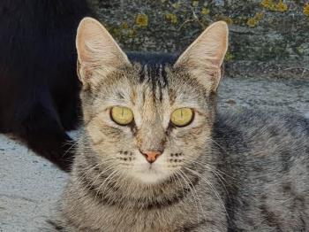 Bischou Bild von Bischou