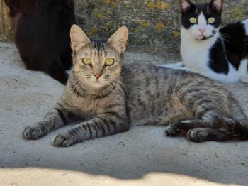 Bischou Bild von Bischou