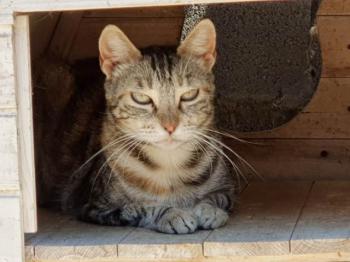 Bischou Bild von Bischou
