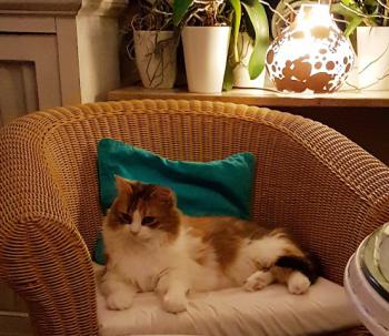 Txita Bild von Txita