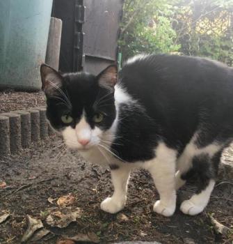 Ashira Bild von Ashira