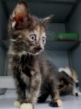 Koshka Bild von Koshka
