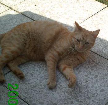 Felina Bild von Ingrid