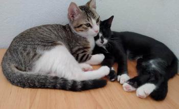 Himilce Bild von Himilce