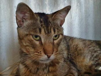 Pancho Bild von Pancho