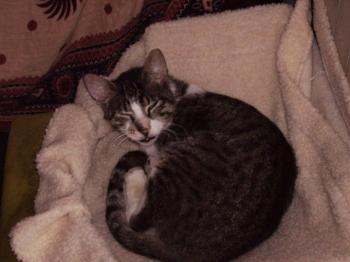 Hemingway Bild von Hemingway