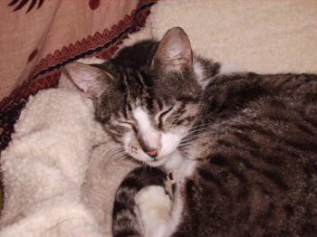 Hemingway Bild von Hemingway