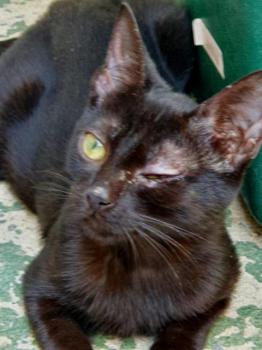 Shasa Bild von Shasa