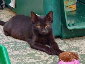 Shasa Bild von Shasa