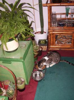 Hemingway Bild von Hemingway