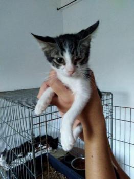 Mushu Bild von Mushu