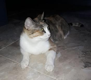 Mufi Bild von Mufi