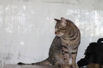 Kiko Bild von Kiko