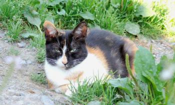 Petula Bild von Petula