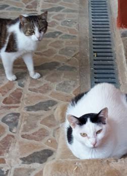 Smudge Bild von Smudge