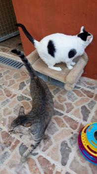 Smudge Bild von Smudge