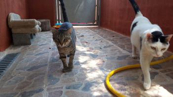 Smudge Bild von Smudge