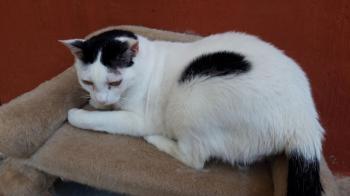 Smudge Bild von Smudge