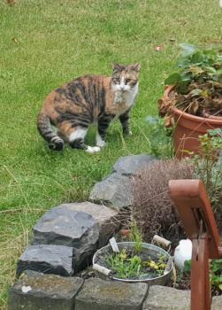 Amaral Bild von Amaral