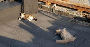 Amaral Bild von Amaral