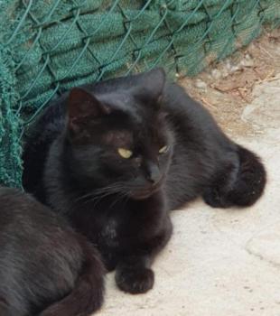 Tulu Bild von Tulu