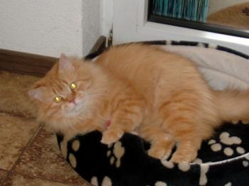 Amar Edlin Bild von Amar-Eldin