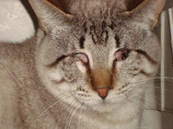 Ohne Bild von Darius