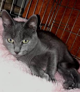 Merlin Bild von Merlin