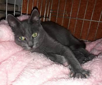Merlin Bild von Merlin