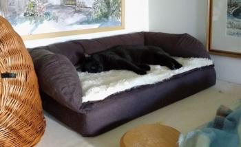 Chuck Bild von Chuck