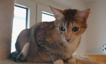 Peach Bild von Peach