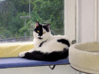 Paddy Bild von Panda